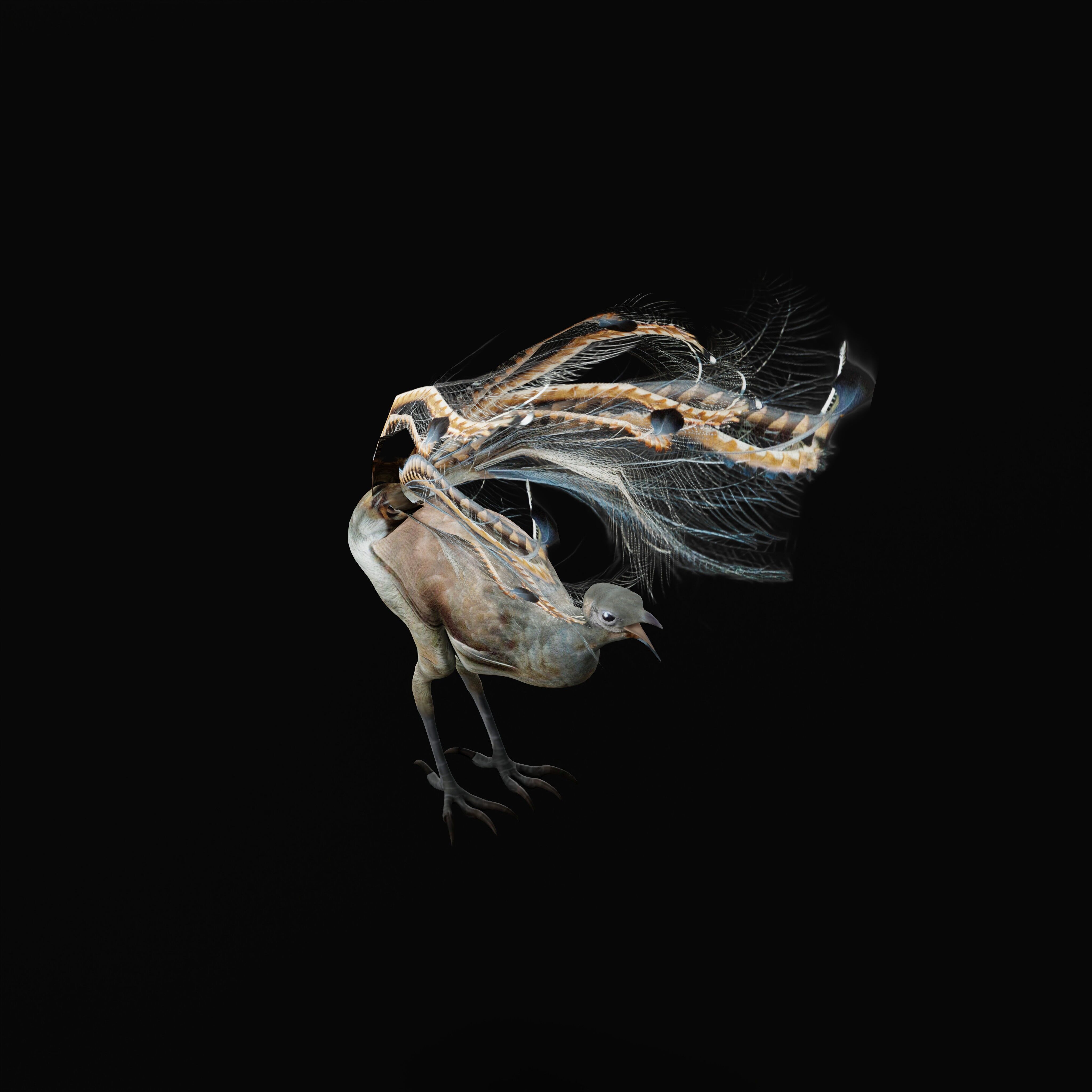 Lyrebird Low-poly 3D model_14