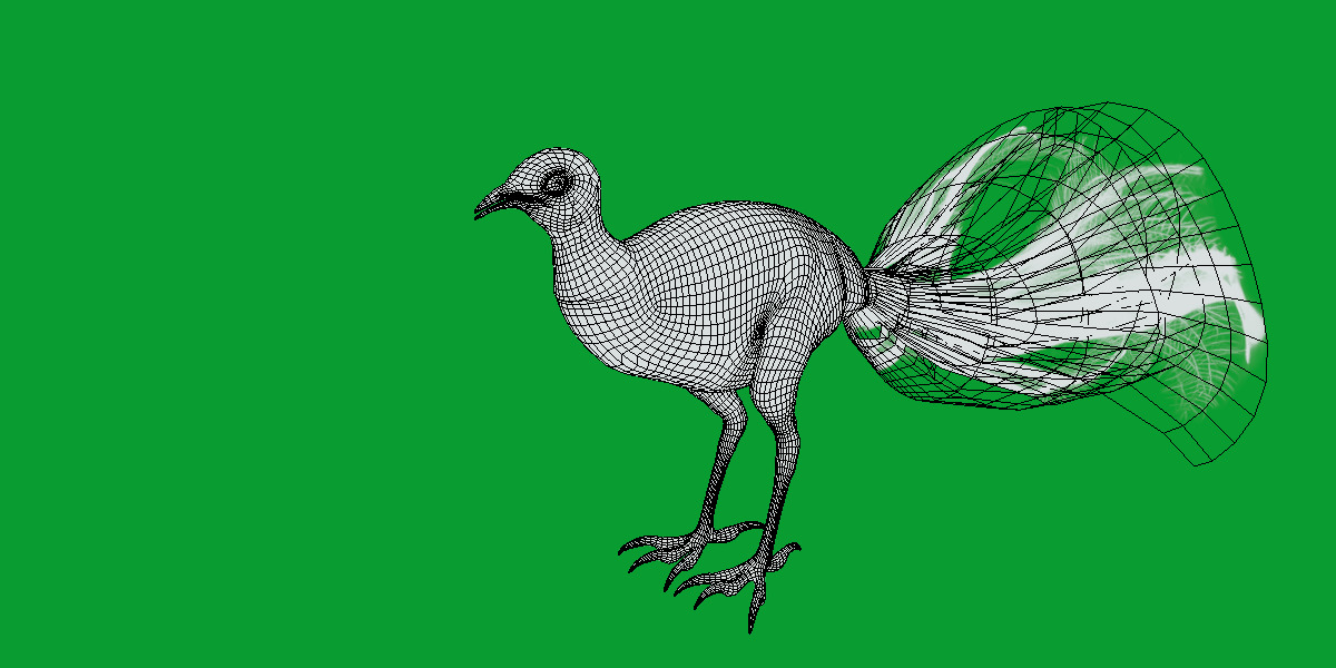 Lyrebird Low-poly 3D model_28