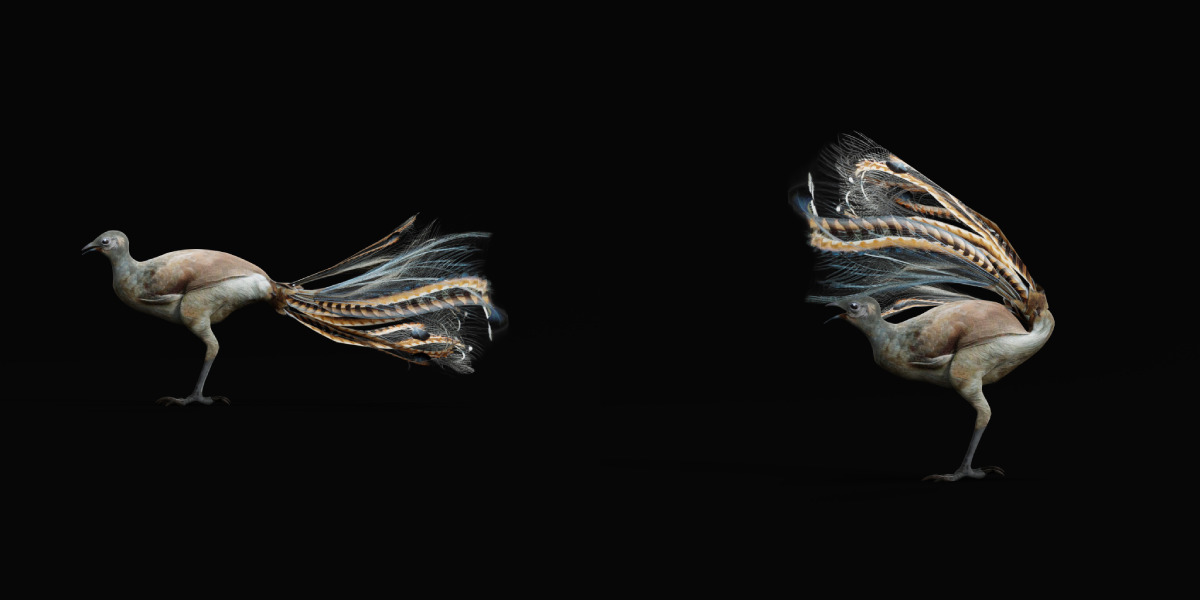 Lyrebird Low-poly 3D model_18