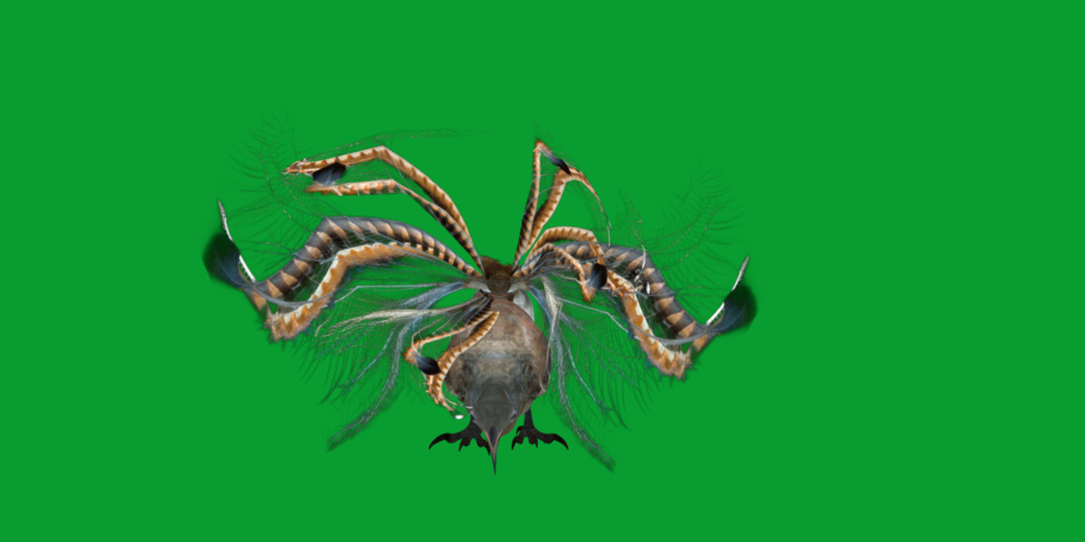 Lyrebird Low-poly 3D model_37