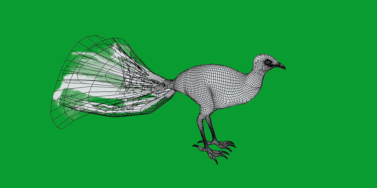 Lyrebird Low-poly 3D model_27
