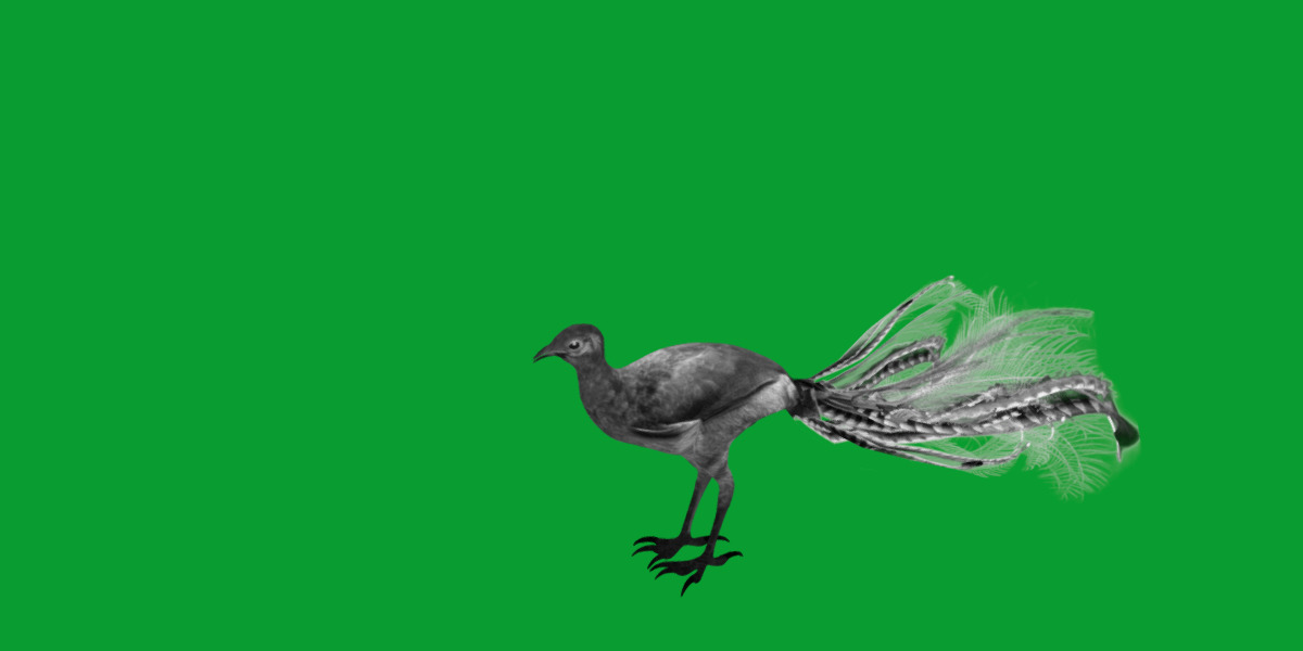 Lyrebird Low-poly 3D model_24