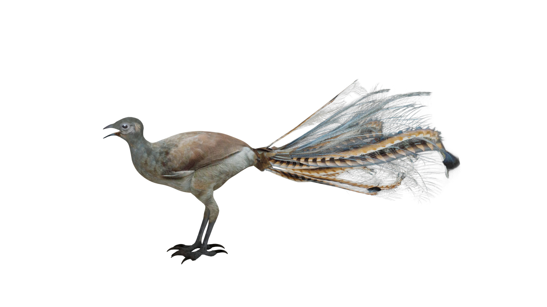 Lyrebird Low-poly 3D model_2
