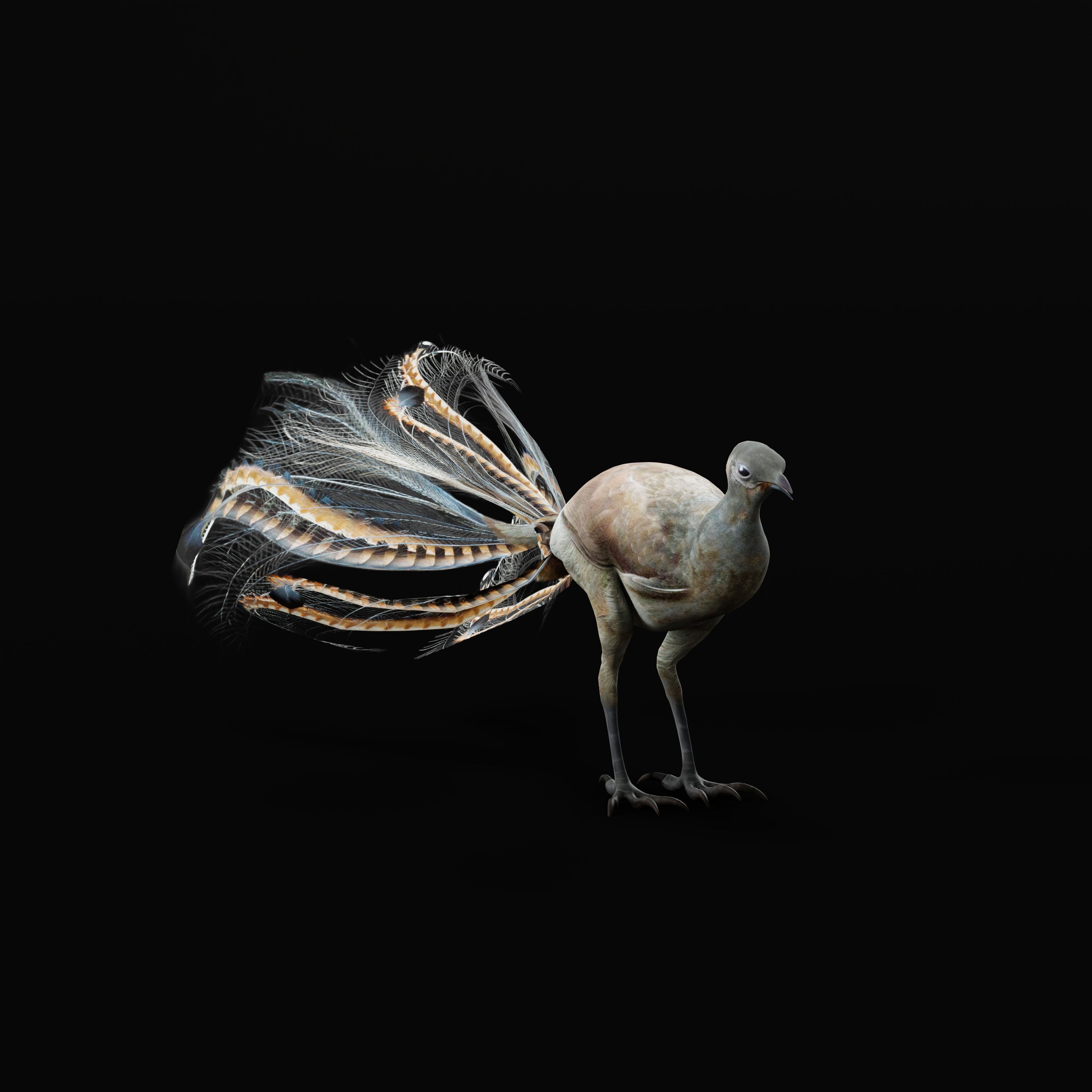 Lyrebird Low-poly 3D model_8