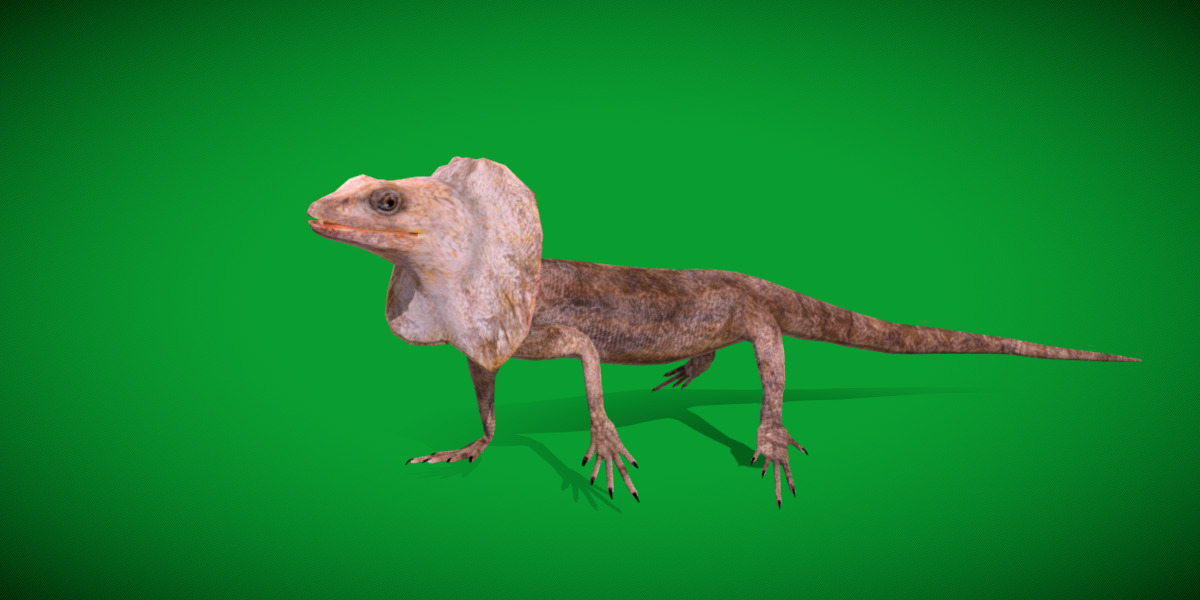 Filled Neck Lizard Low-poly 3D model_37
