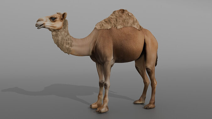 High-Quality 3D Camel Model Low-poly 3D model