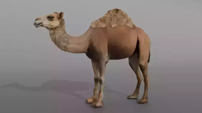 High-Quality 3D Camel Model Low-poly 3D model