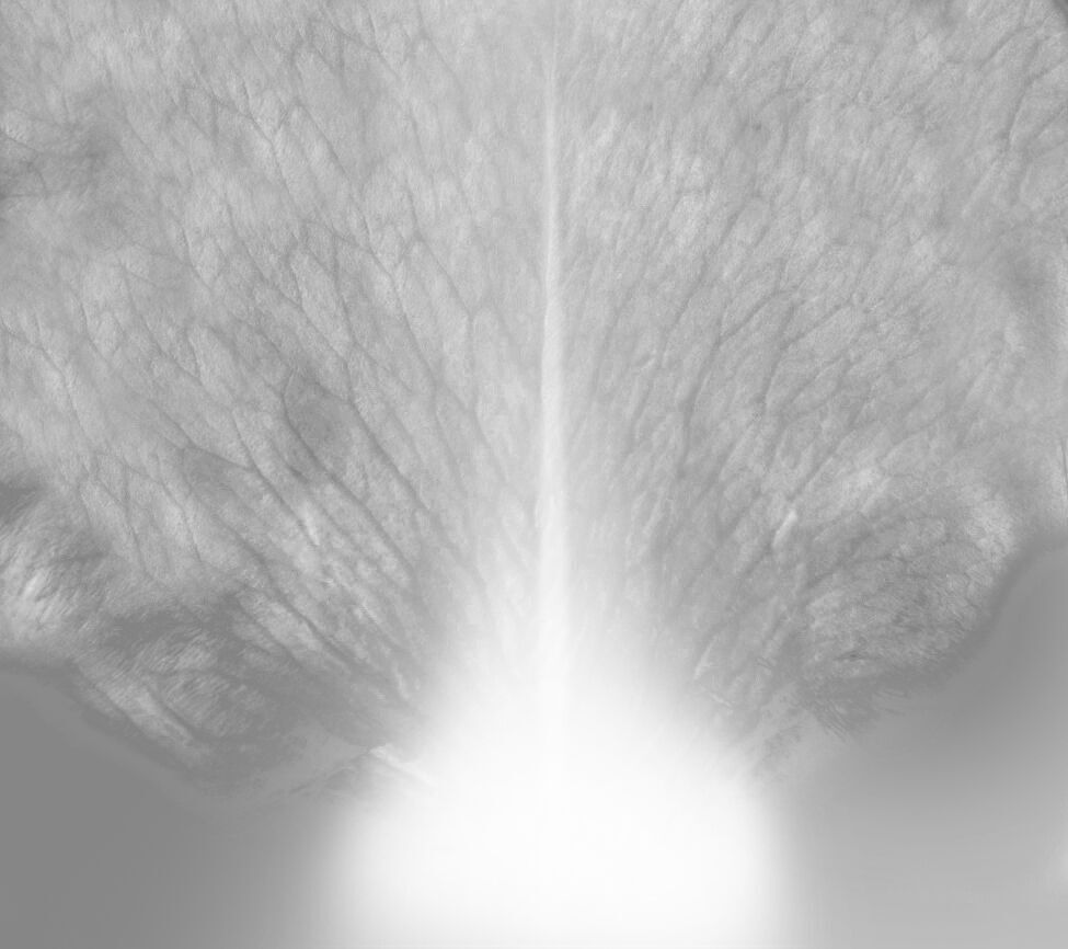 Hippeastrum Flowers 3D Model for 3ds Max 3D model_10