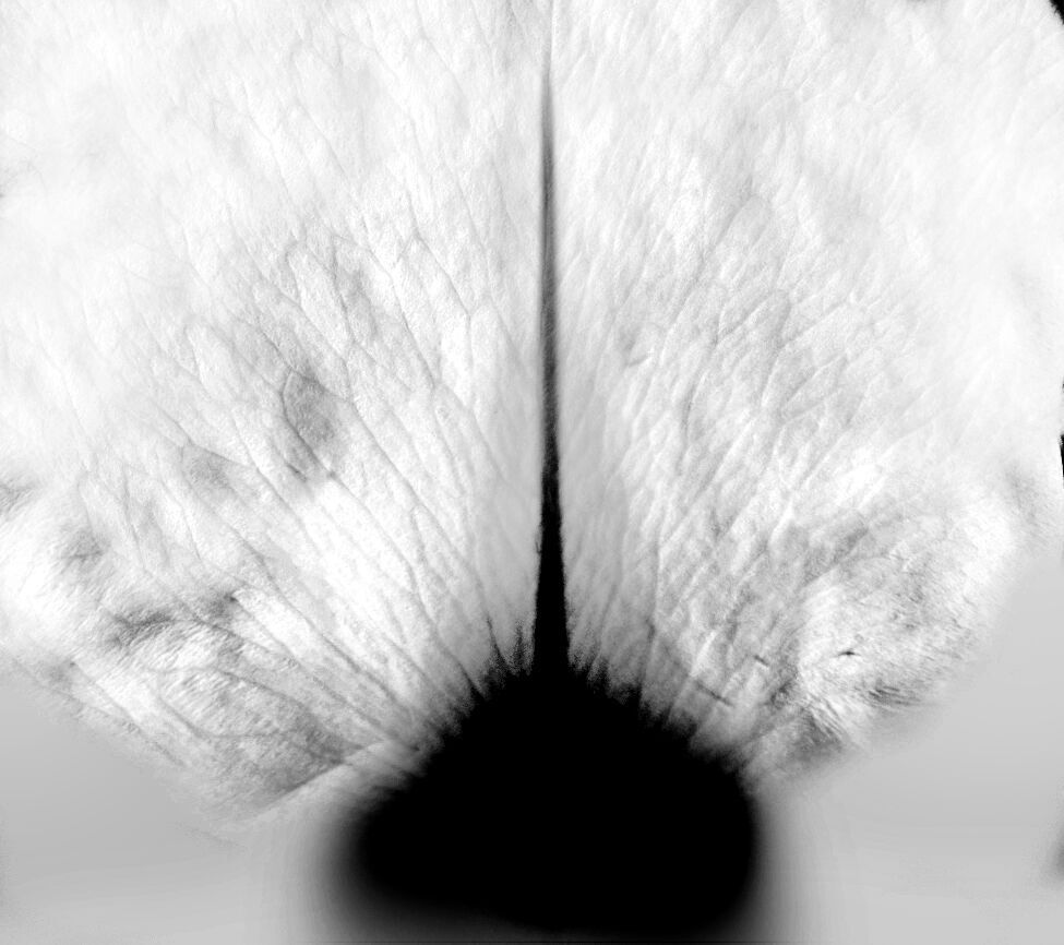 Hippeastrum Flowers 3D Model for 3ds Max 3D model_8