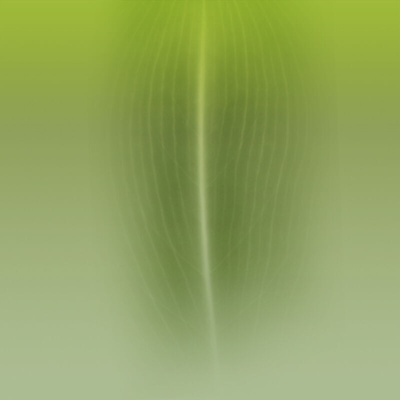 Hippeastrum Flowers 3D Model for 3ds Max 3D model_3