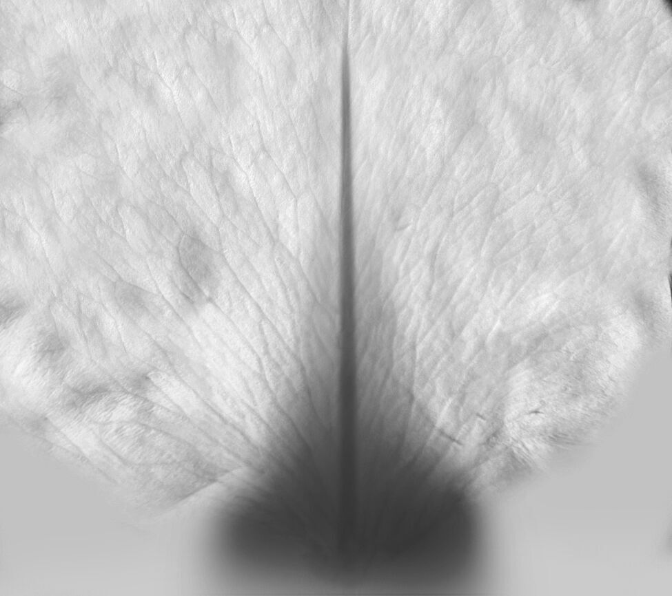 Hippeastrum Flowers 3D Model for 3ds Max 3D model_6