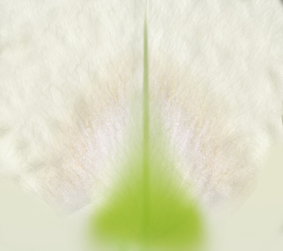 Hippeastrum Flowers 3D Model for 3ds Max 3D model_5