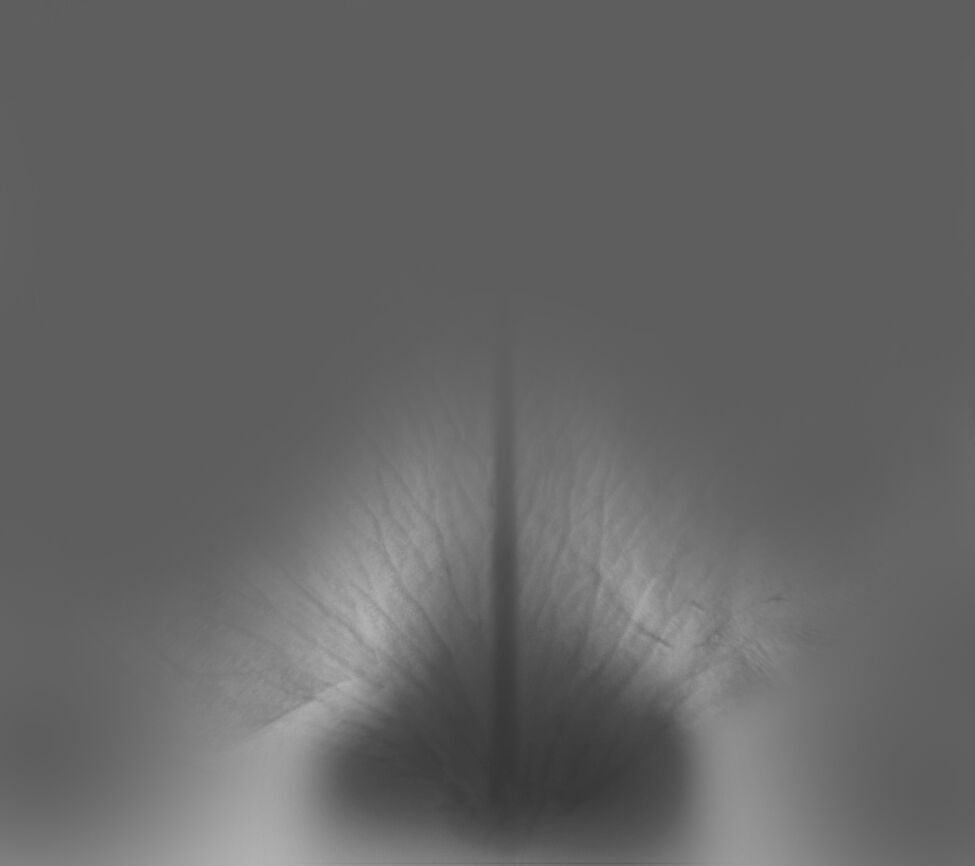 Hippeastrum Flowers 3D Model for 3ds Max 3D model_7