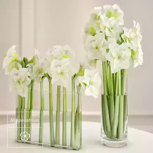 Hippeastrum Flowers 3D Model for 3ds Max 3D model