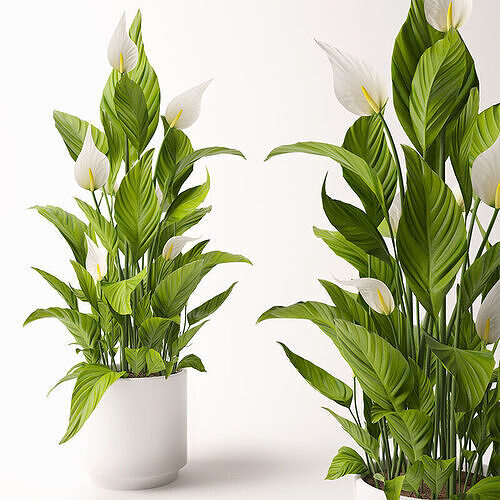 White Spathiphyllum 3D Model for 3ds Max 3D model