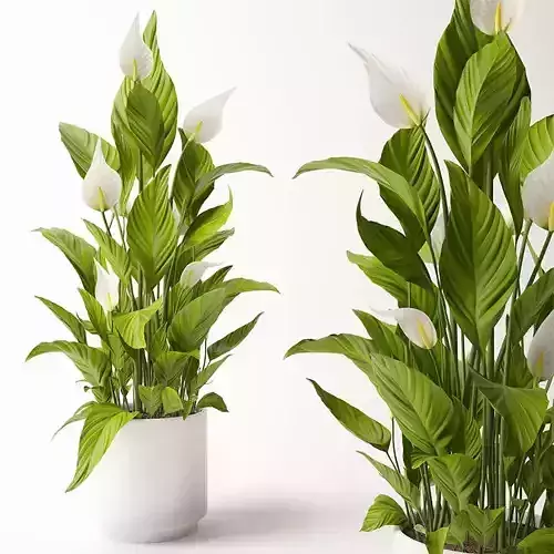 White Spathiphyllum 3D Model for 3ds Max