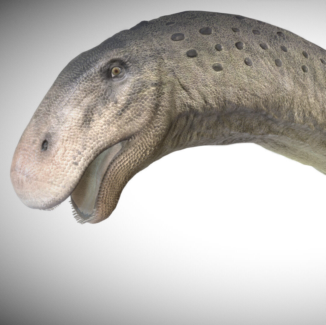 Apatosaurus The Thunderous Giant of the Jurassic Low-poly 3D model_2