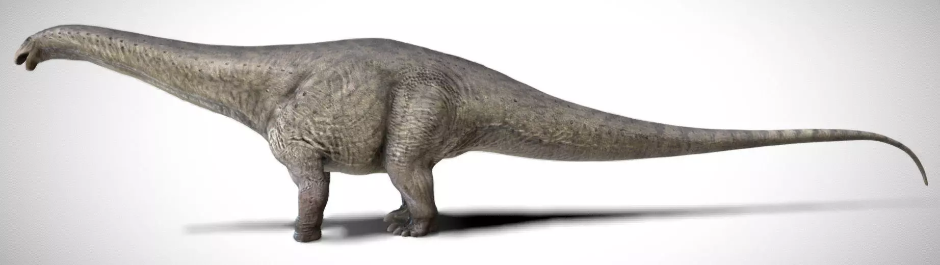 Apatosaurus The Thunderous Giant of the Jurassic Low-poly 3D model_0