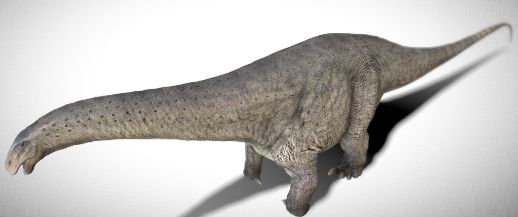 Apatosaurus The Thunderous Giant of the Jurassic Low-poly 3D model_7