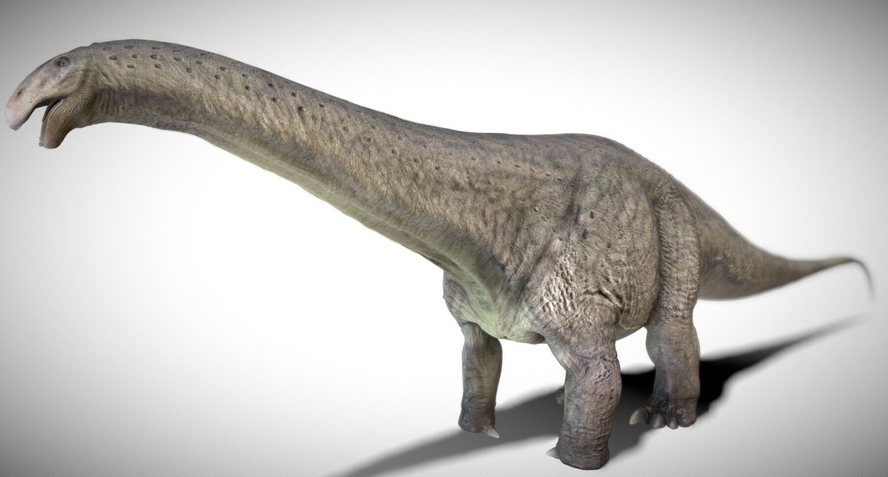 Apatosaurus The Thunderous Giant of the Jurassic Low-poly 3D model_4