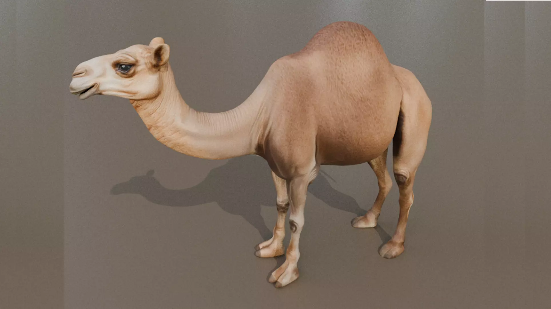 3D Camel Model Low-poly 3D model_0