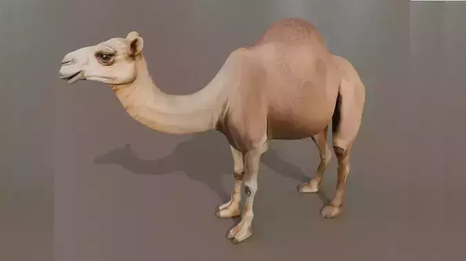 3D Camel Model Low-poly 3D model