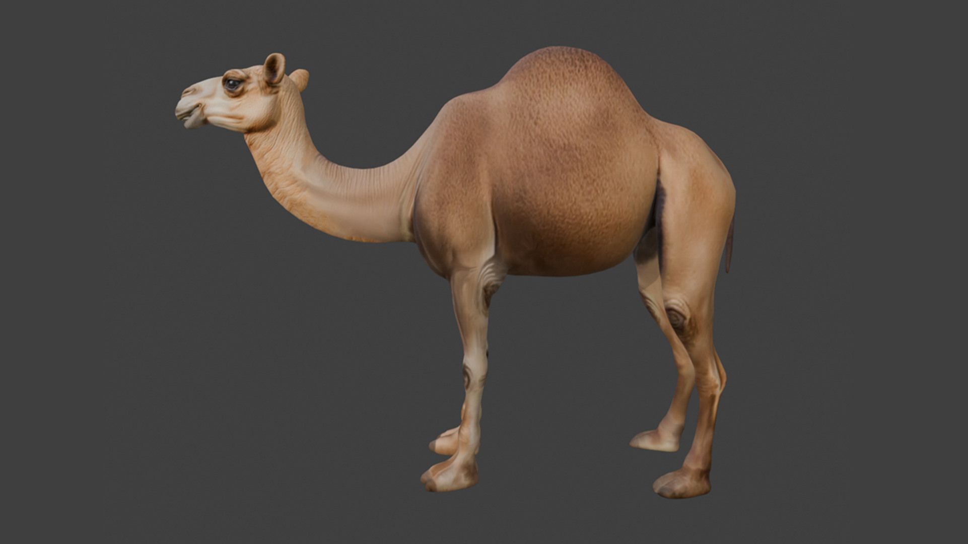 3D Camel Model Low-poly 3D model_5