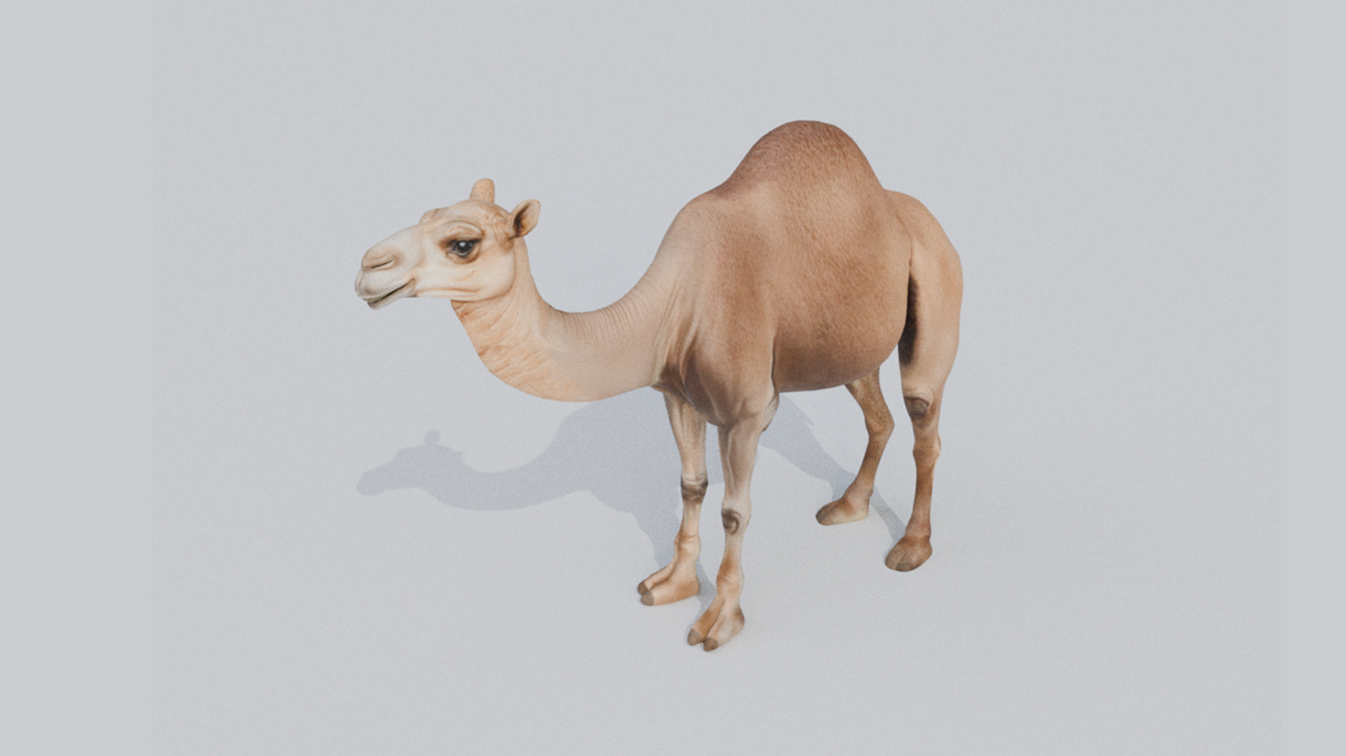 3D Camel Model Low-poly 3D model_9