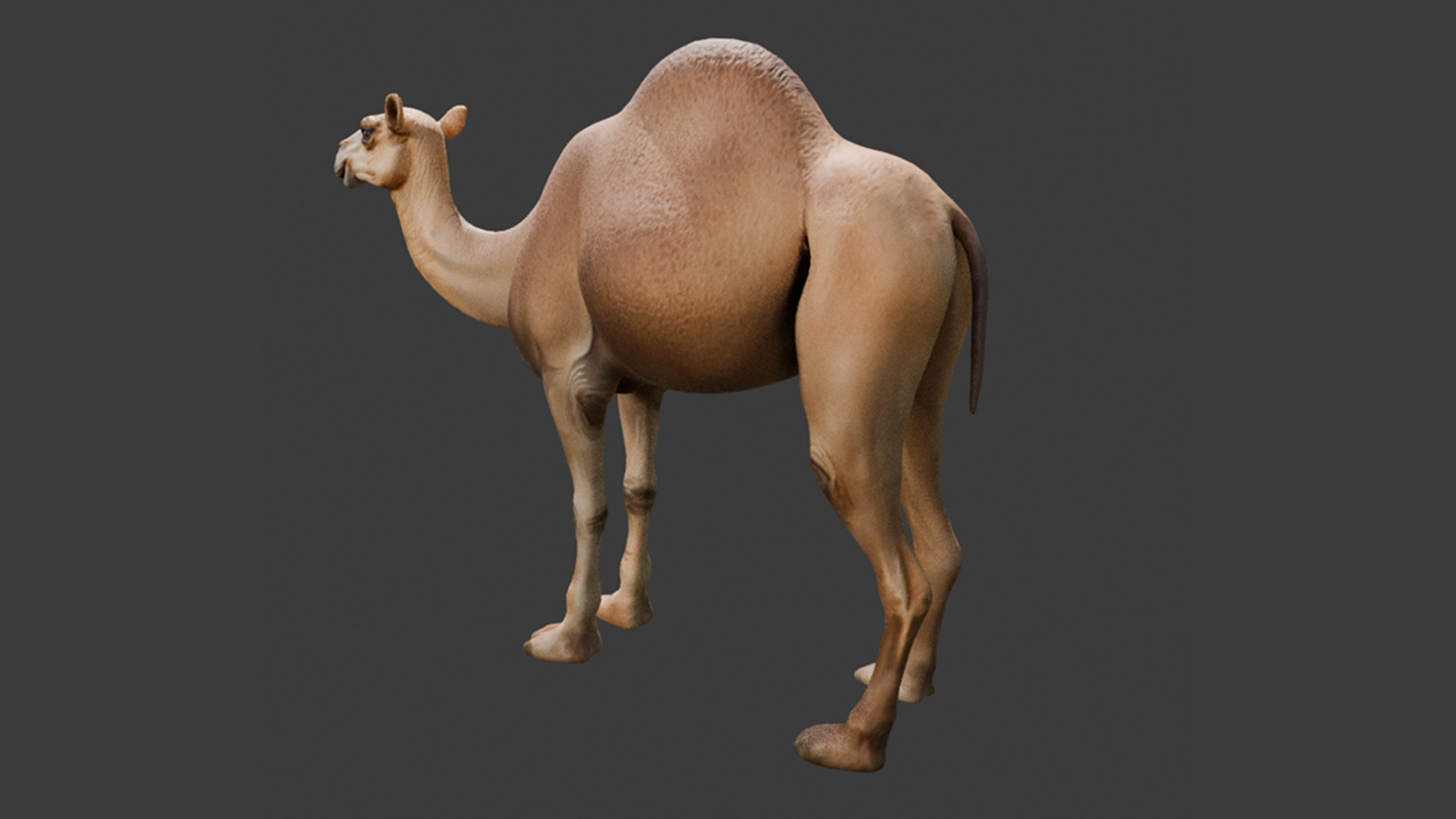 3D Camel Model Low-poly 3D model_4