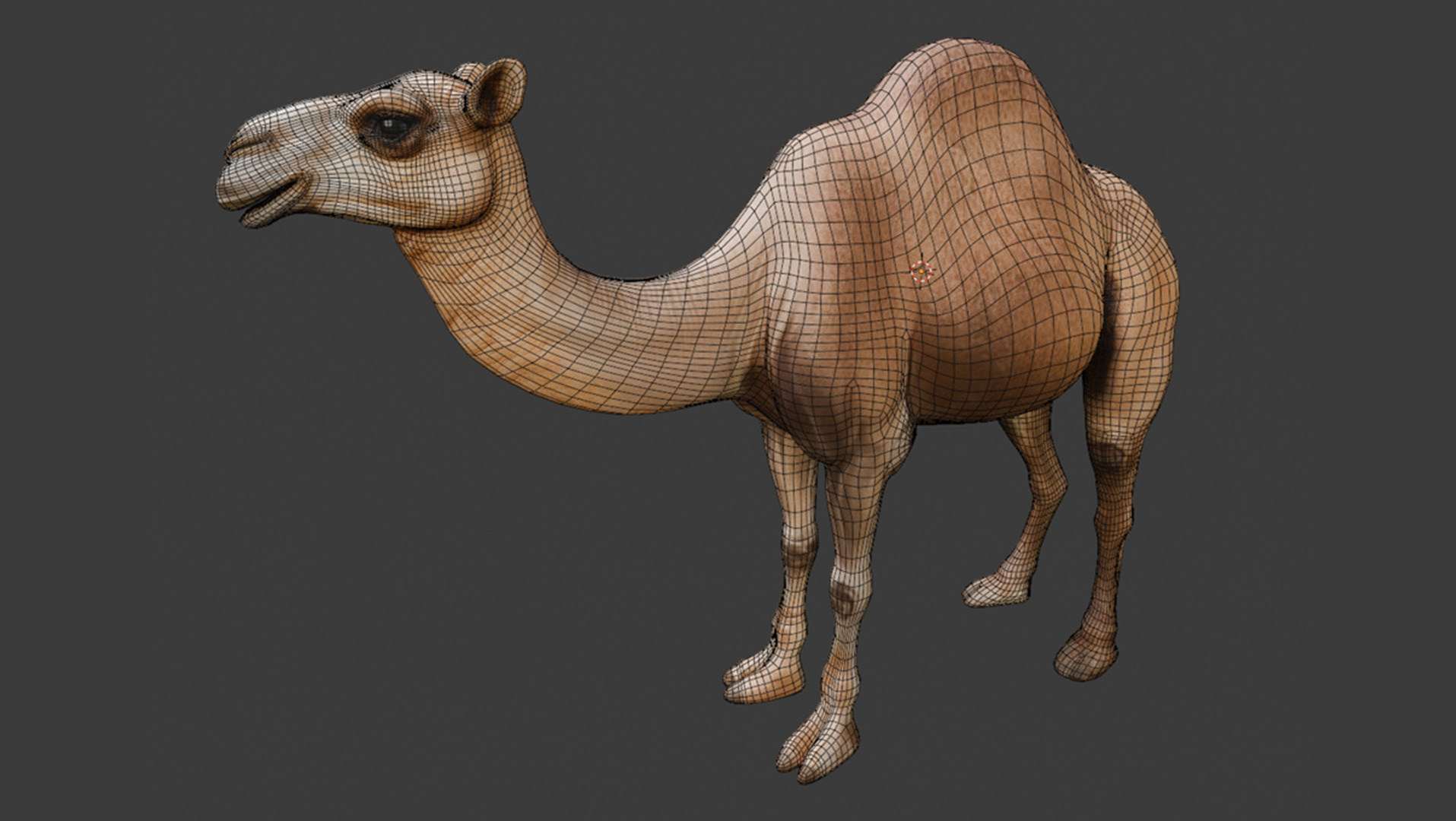 3D Camel Model Low-poly 3D model_11