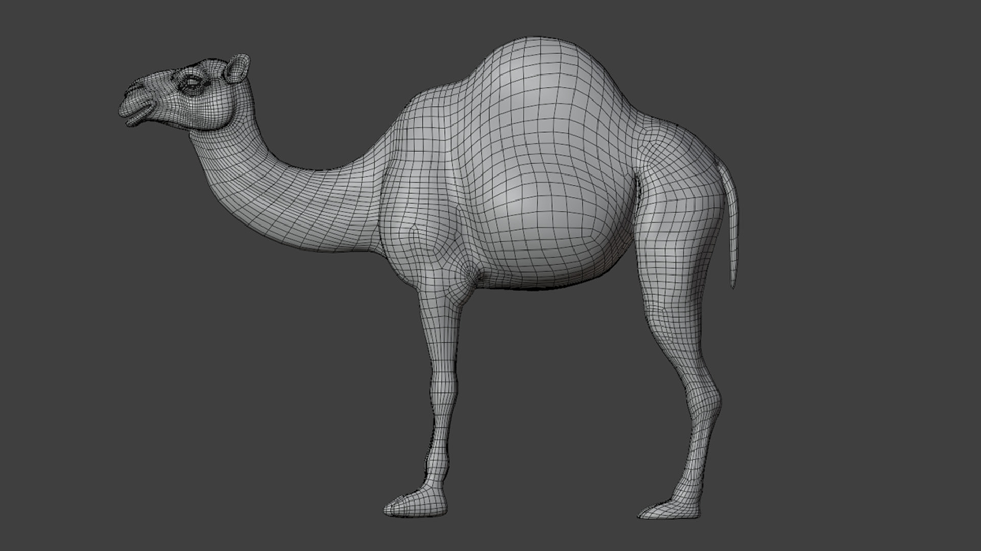 3D Camel Model Low-poly 3D model_15