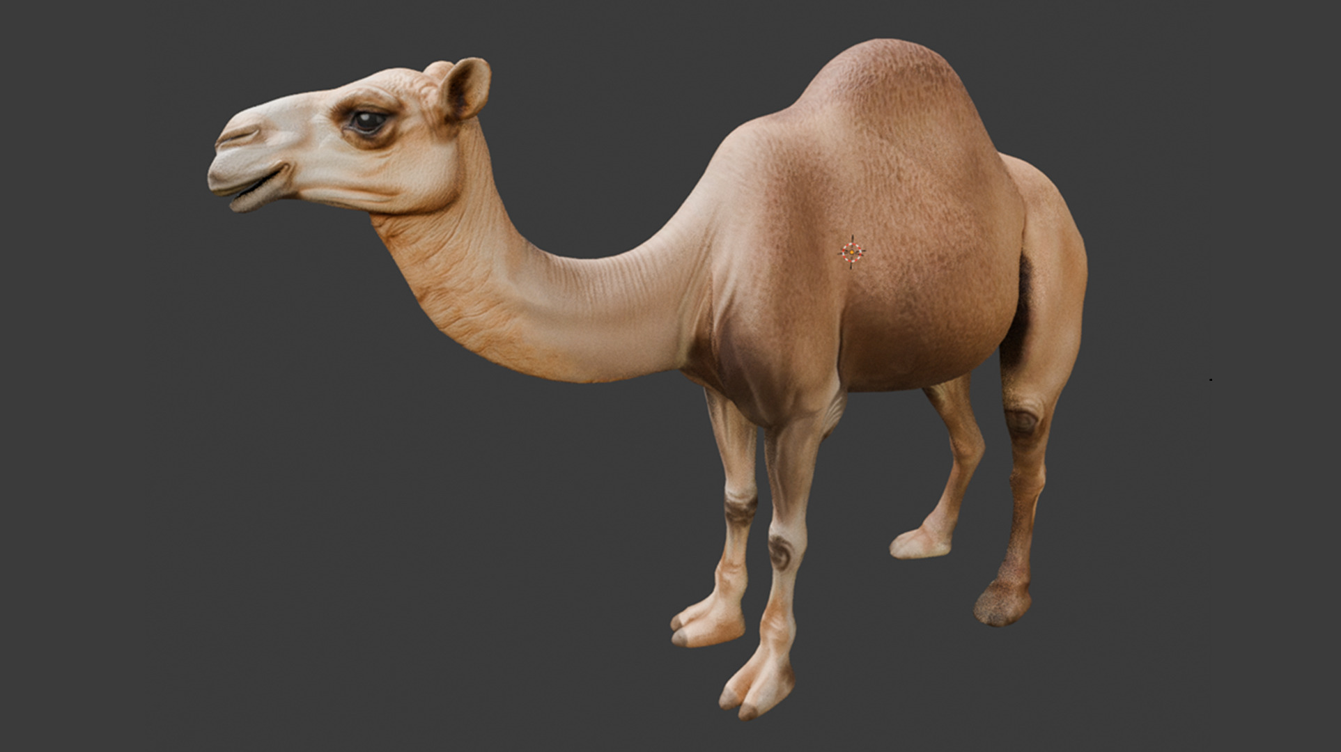 3D Camel Model Low-poly 3D model_2
