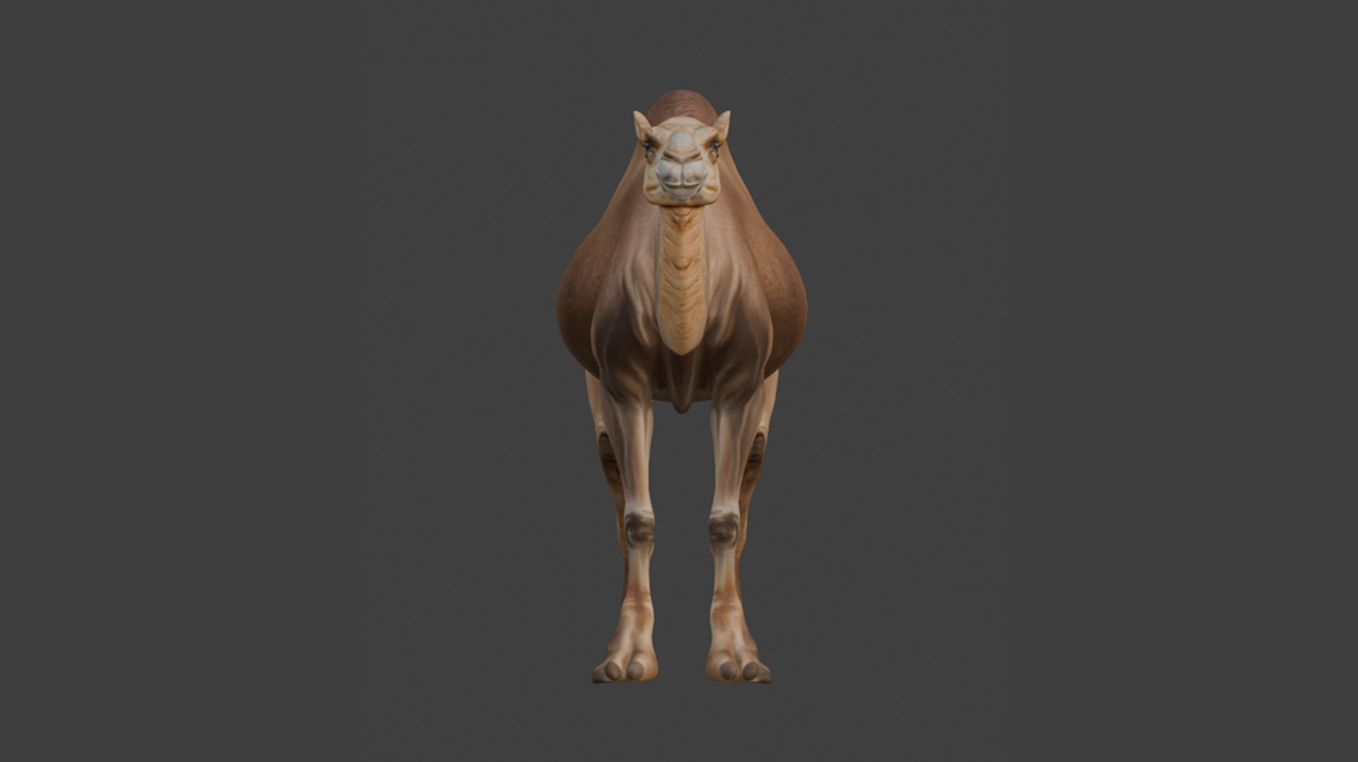 3D Camel Model Low-poly 3D model_8