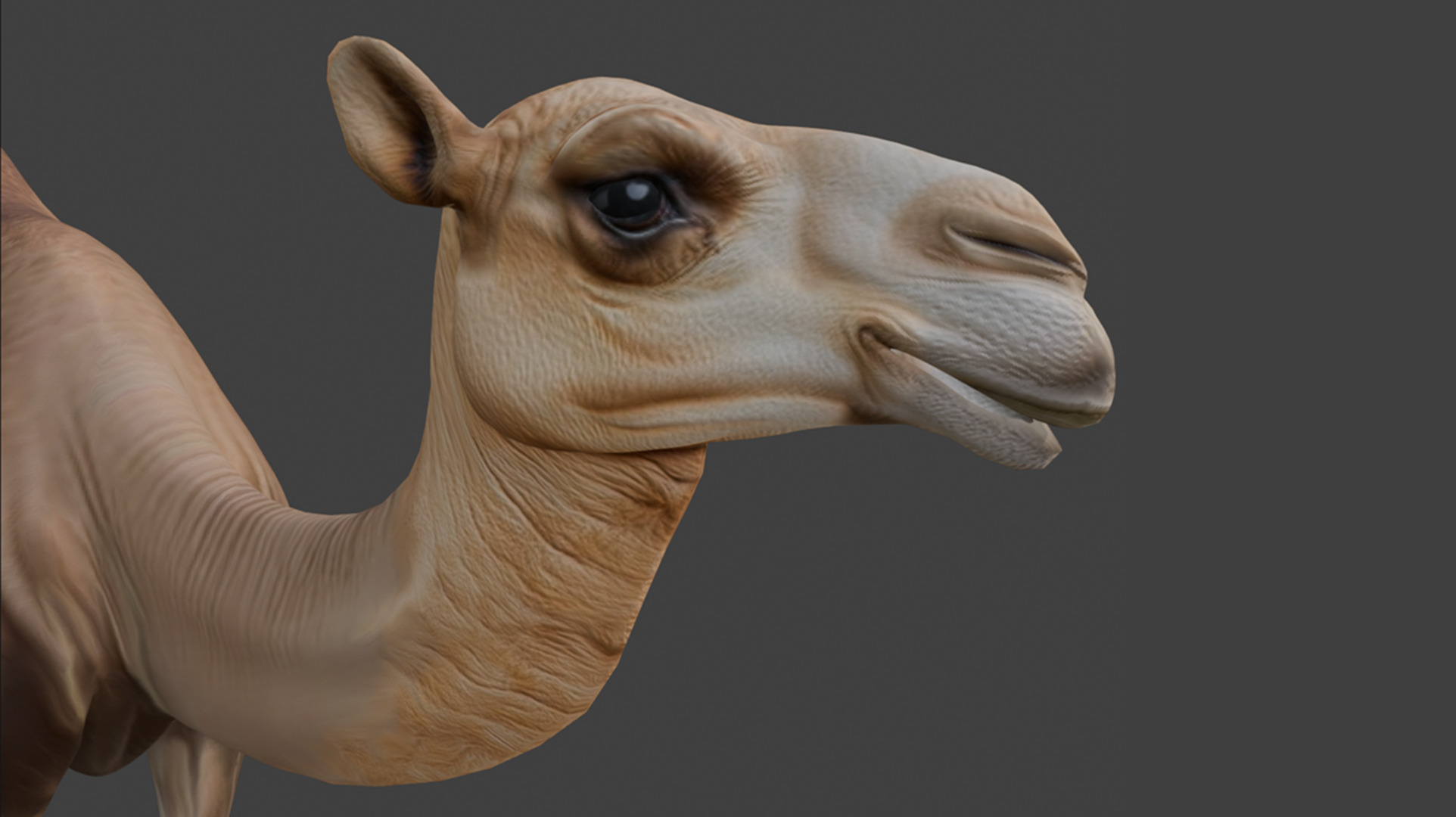 3D Camel Model Low-poly 3D model_3