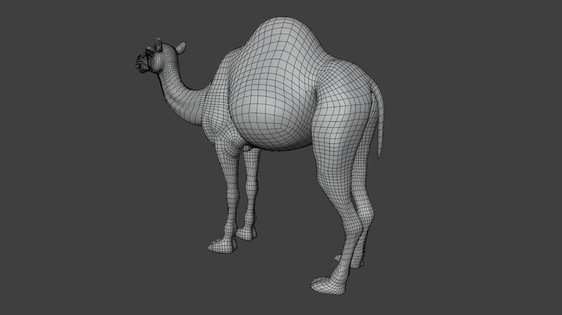 3D Camel Model Low-poly 3D model_14