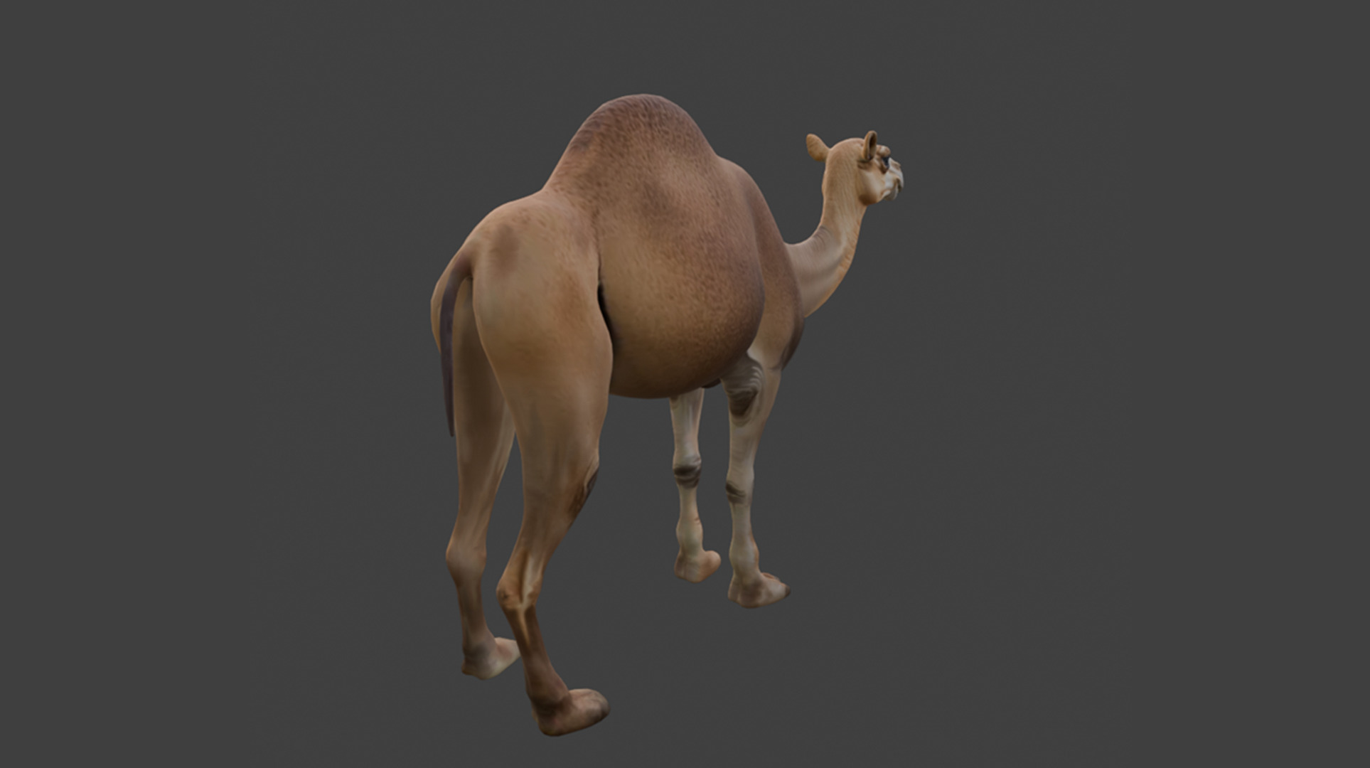3D Camel Model Low-poly 3D model_7