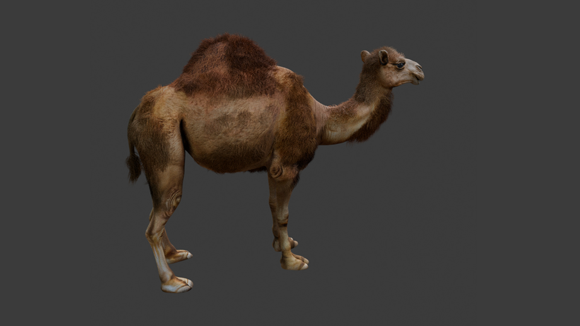 High-Quality 3D Camel Model Low-poly 3D model_7
