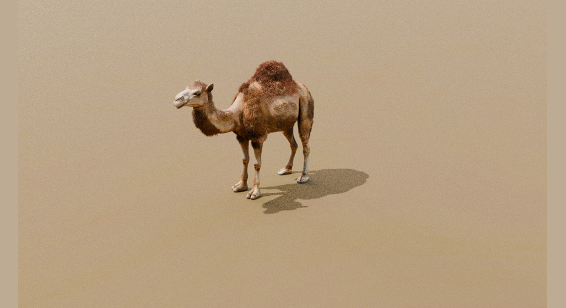 High-Quality 3D Camel Model Low-poly 3D model_14