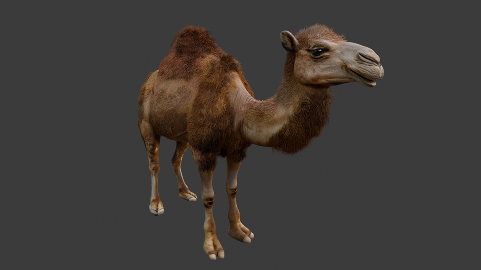 High-Quality 3D Camel Model Low-poly 3D model_9