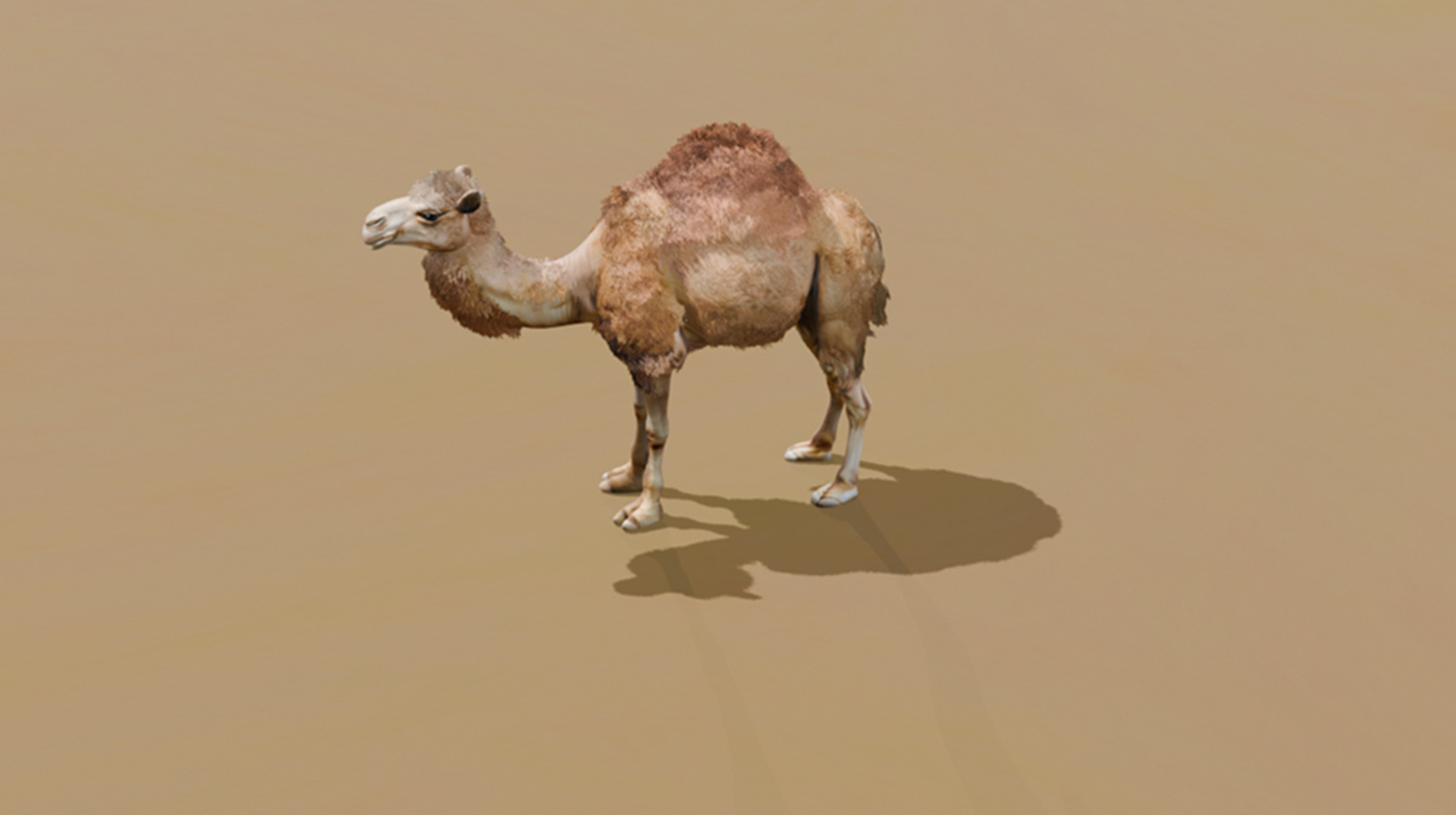 High-Quality 3D Camel Model Low-poly 3D model_13