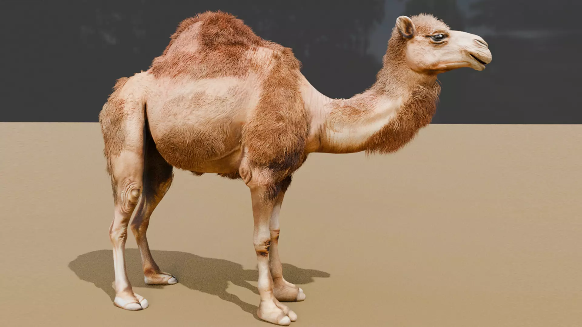 High-Quality 3D Camel Model Low-poly 3D model_0