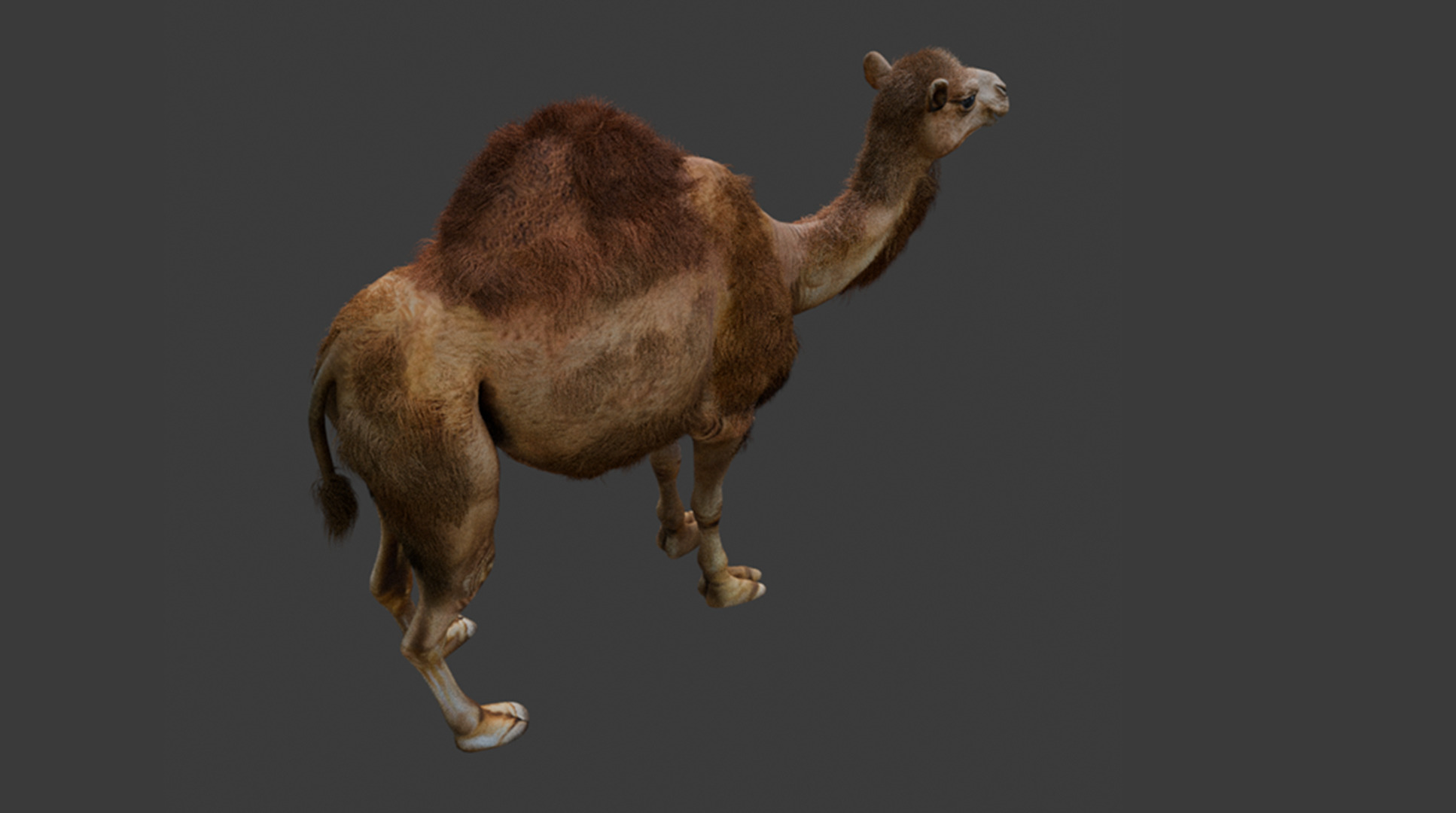 High-Quality 3D Camel Model Low-poly 3D model_12