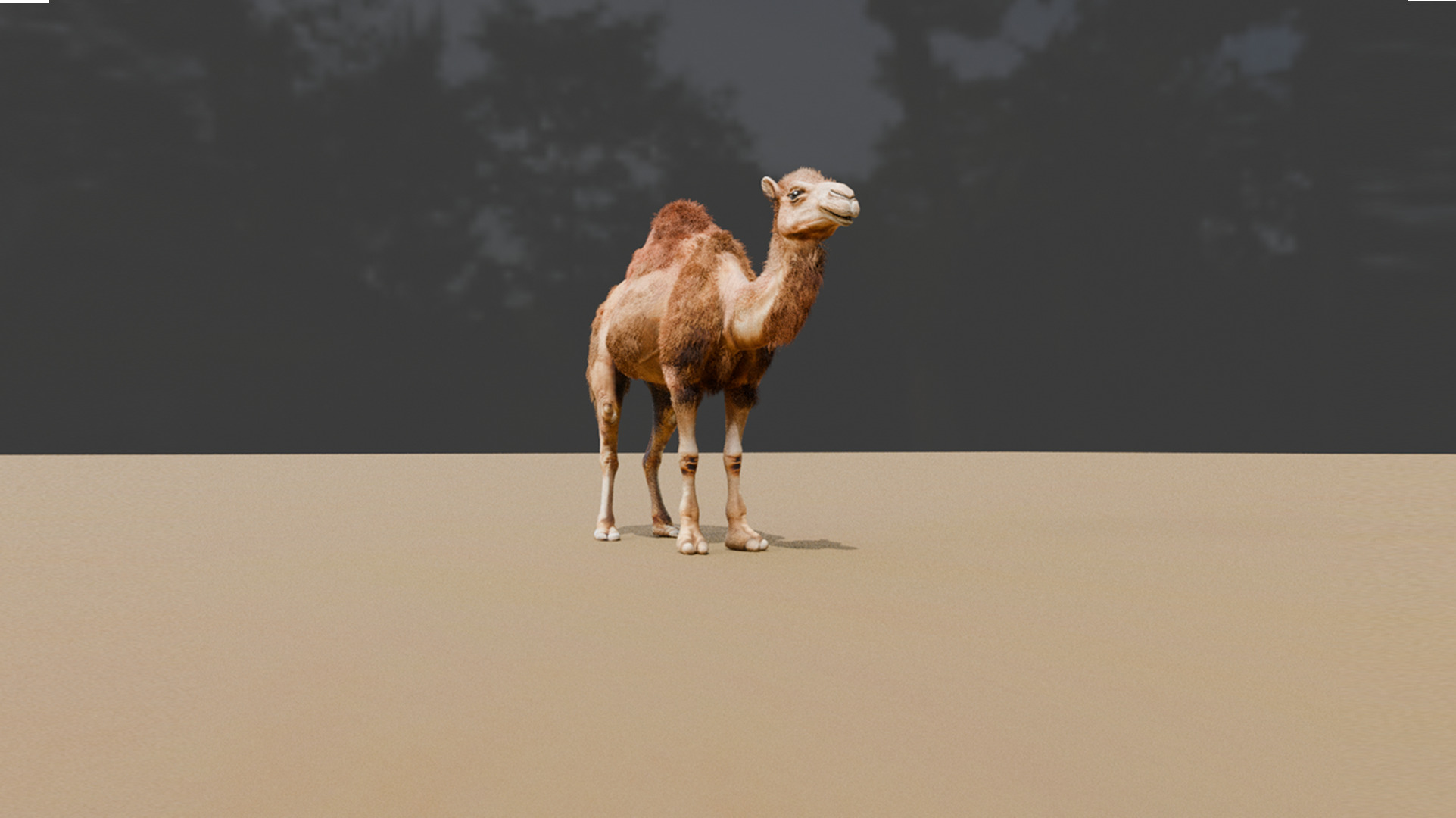 High-Quality 3D Camel Model Low-poly 3D model_4