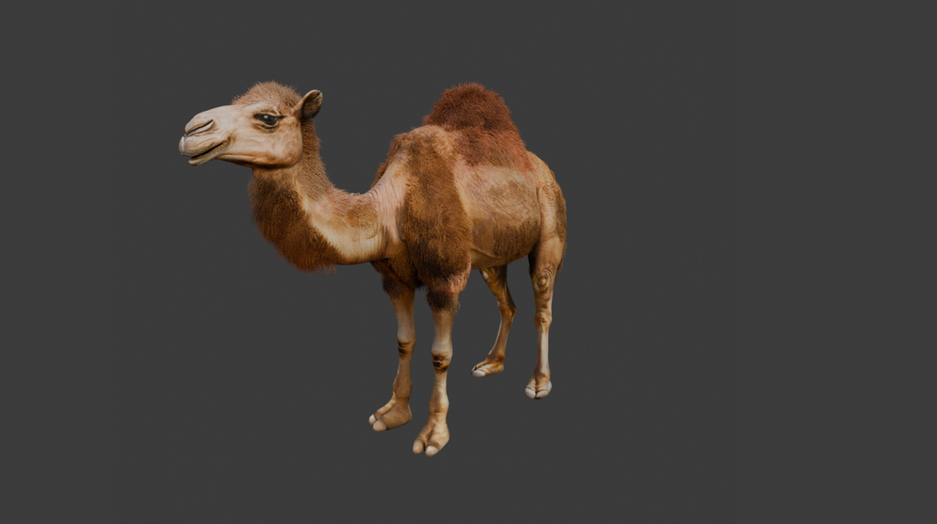 High-Quality 3D Camel Model Low-poly 3D model_8