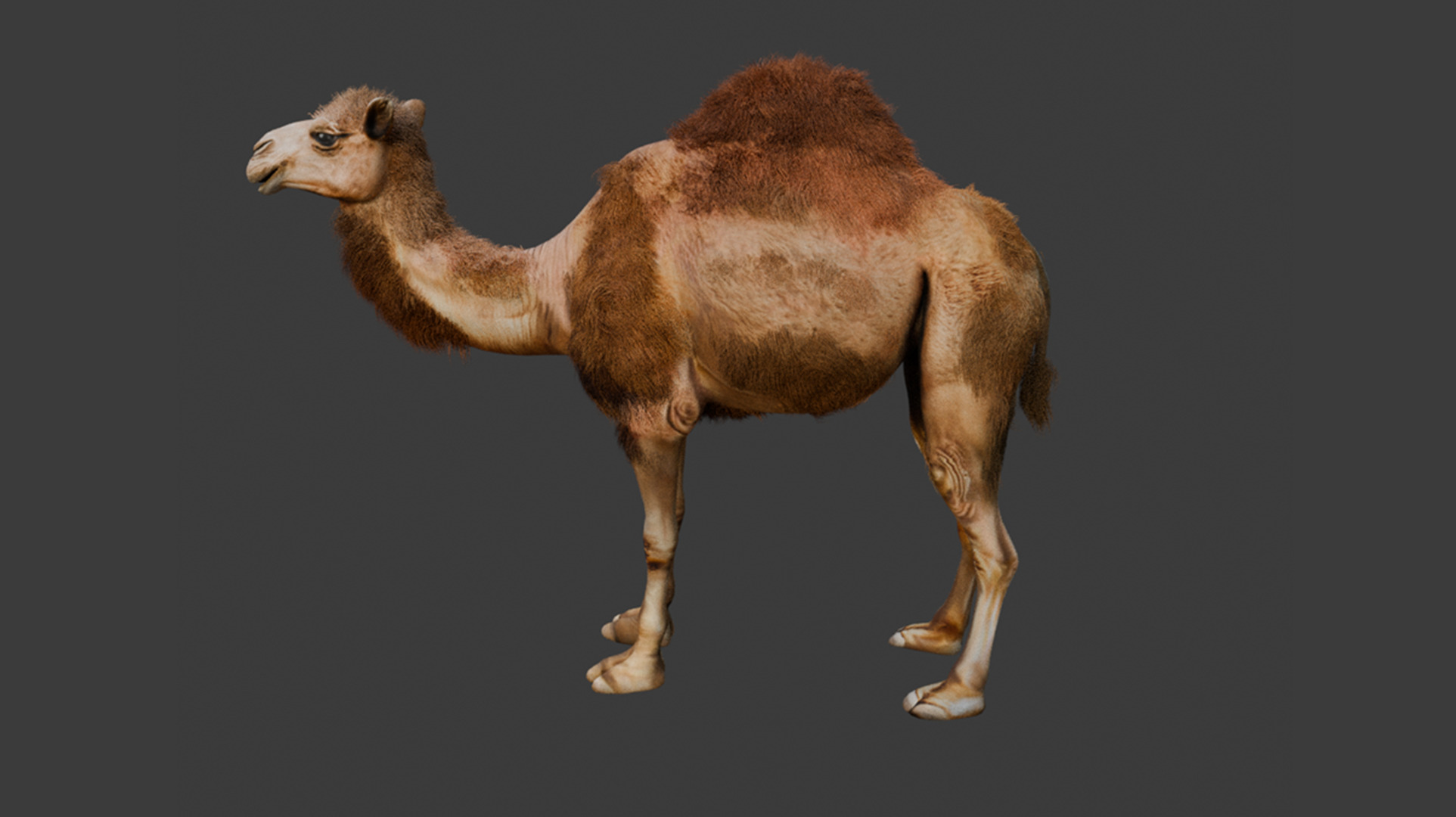 High-Quality 3D Camel Model Low-poly 3D model_5