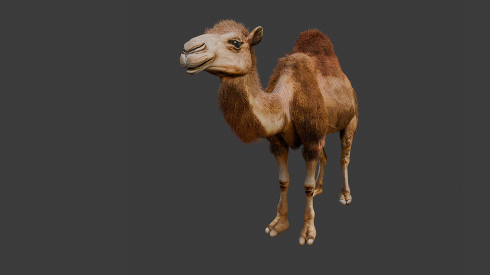 High-Quality 3D Camel Model Low-poly 3D model_11
