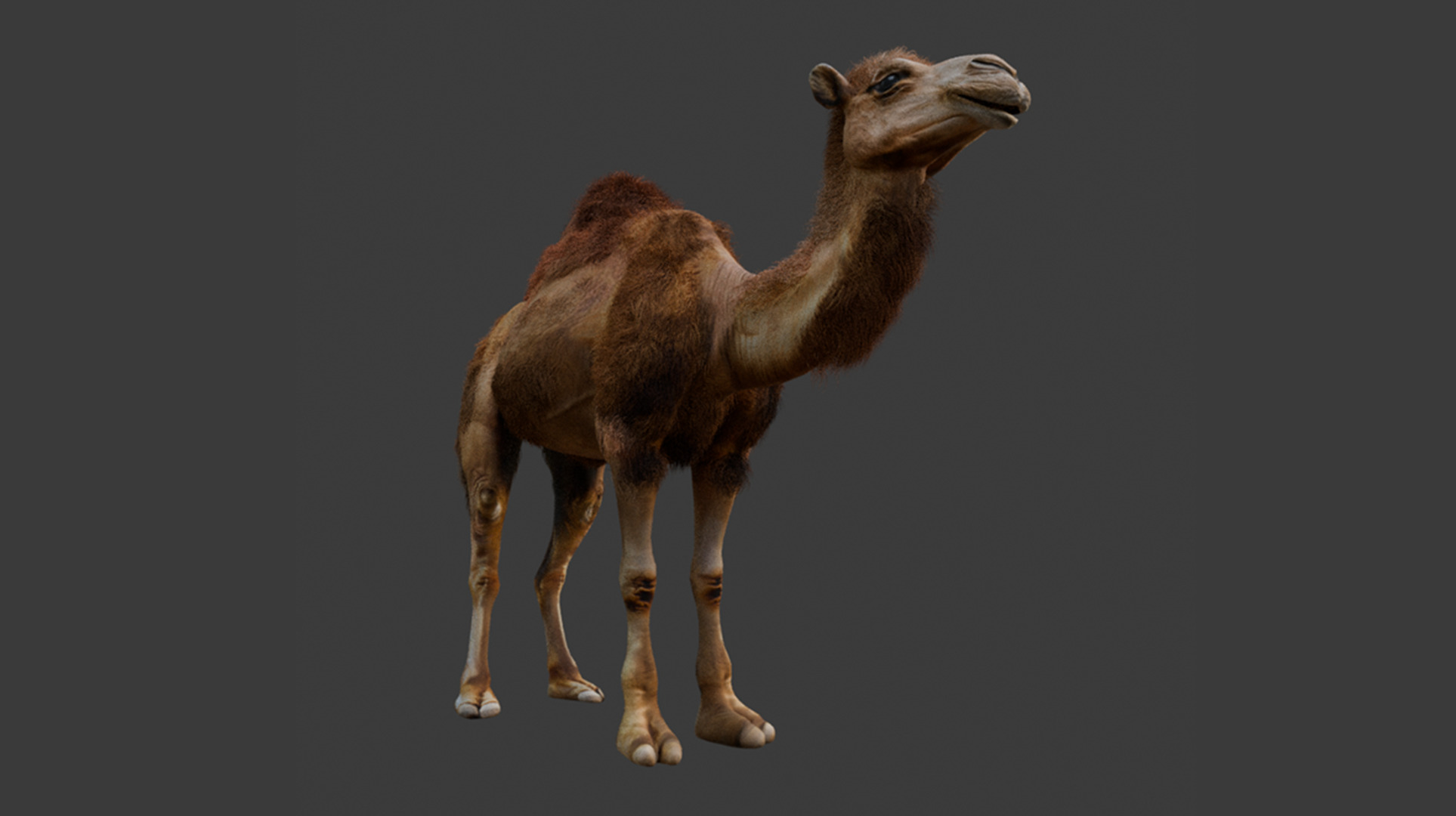 High-Quality 3D Camel Model Low-poly 3D model_10