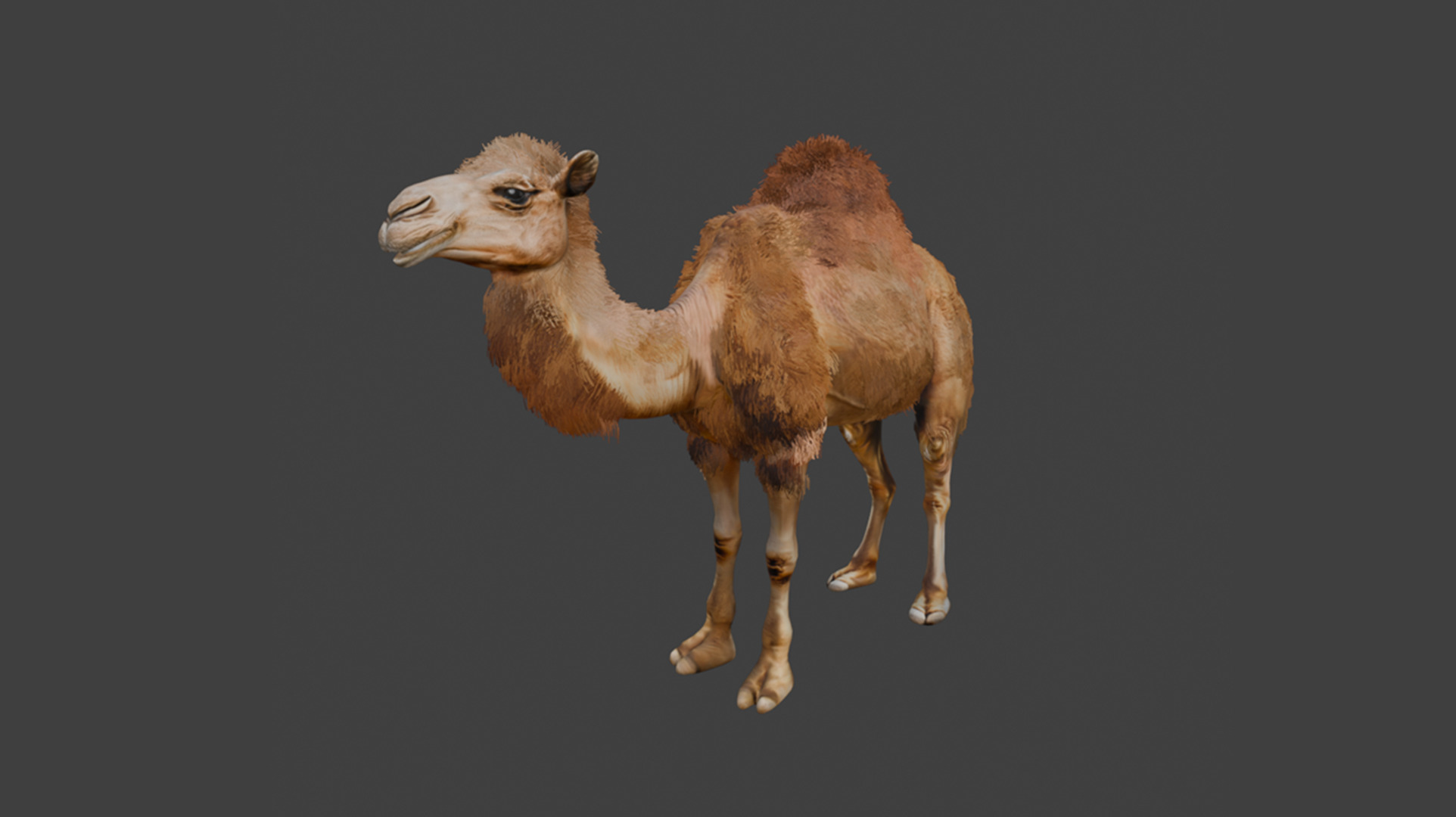 High-Quality 3D Camel Model Low-poly 3D model_6
