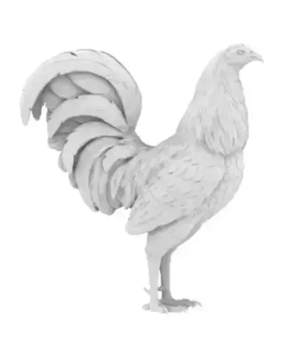 Gallo de pelea rooster 3D print model