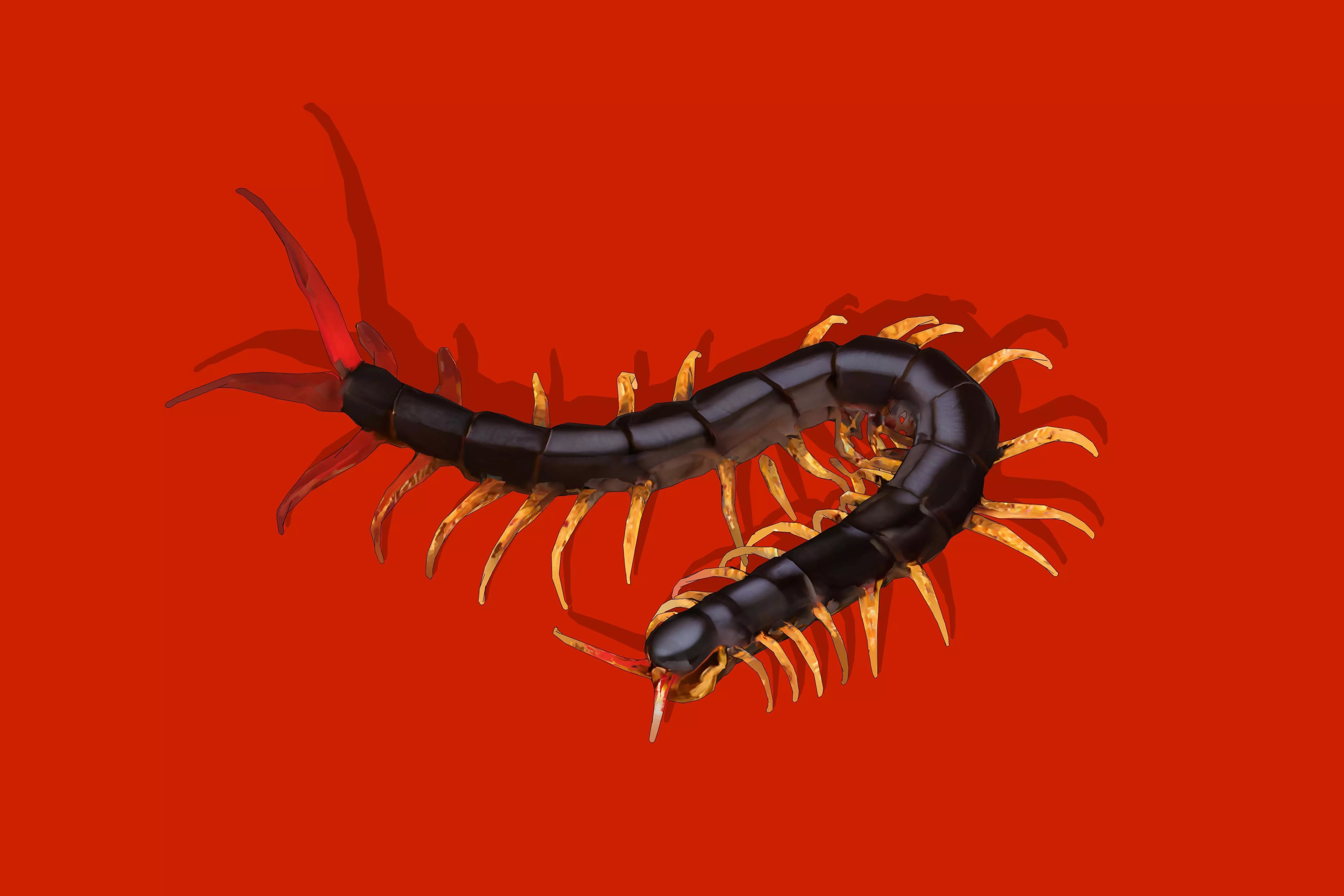 Giant Centipede Low-poly 3D model